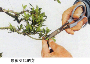 日本皋月杜鹃秋季养护【收集于网站】