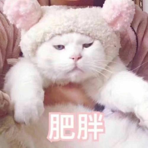 表情包,猫咪表情包,萌宠表情包,可爱表情包,冷漠表情包