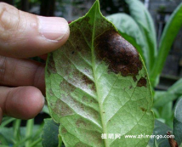 茶花叶子发黑有黑斑怎么办,叶斑病引起