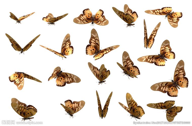 飞蛾 色彩斑斓 素材 手绘素材图片