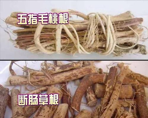 但事实的真相是,令人食物中毒的并不是五指毛桃,而是一种叫做"断肠草"