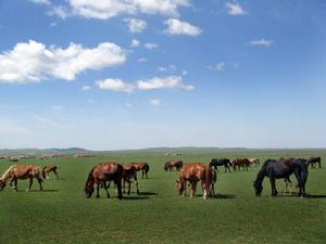内蒙古最富饶的草原之一——额仑草原,在东乌珠穆沁旗东北部