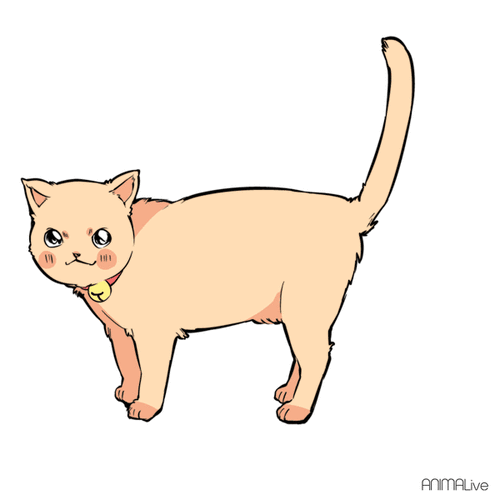 2,猫"尾语"解读:快速读懂猫尾动作的含义