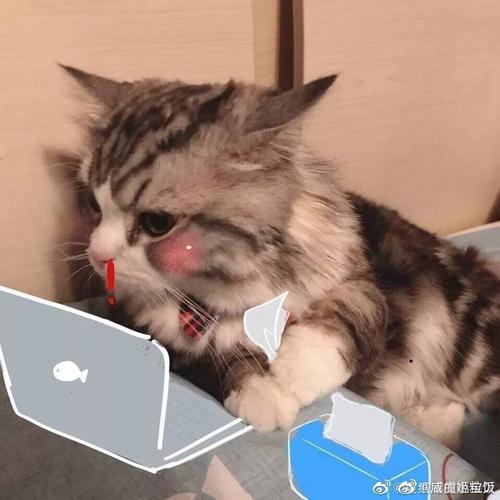 会流鼻血的那种