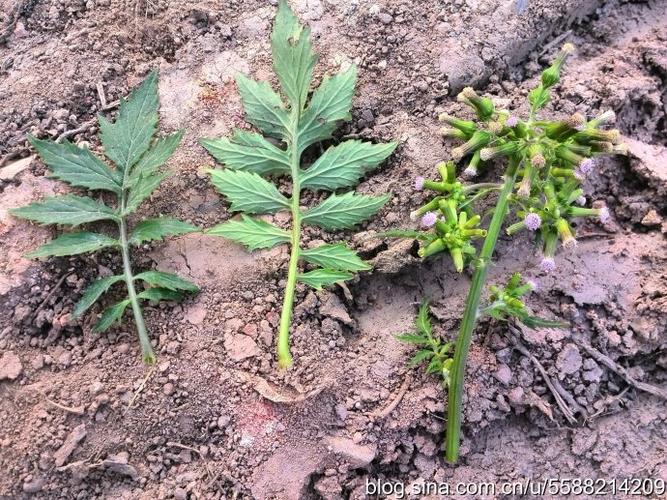 【海南植物】败酱叶菊芹(355)