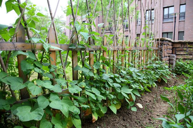 实拍豆角的生长过程