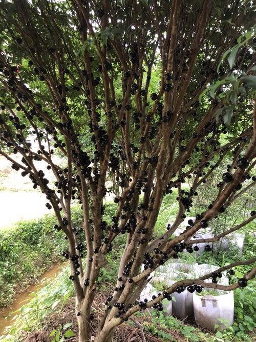 [嘉宝果批发]嘉宝果 6~8g价格98.00元/斤 - 一亩田