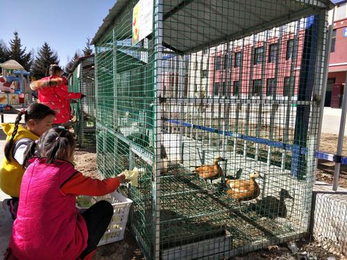 新村幼儿园开展动物饲养区体验活动