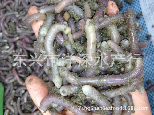 沙虫海沙虫海虫海鲜沙虫干沙虫苗