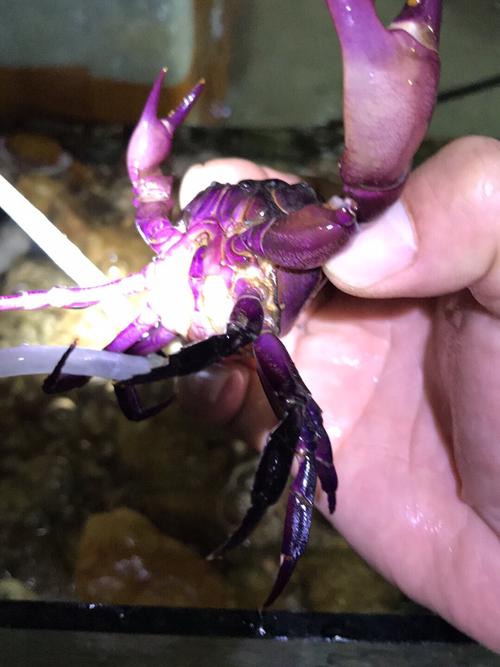 原生态螃蟹宠物活体好养紫蟹观赏束腰蟹溪淡水蟹