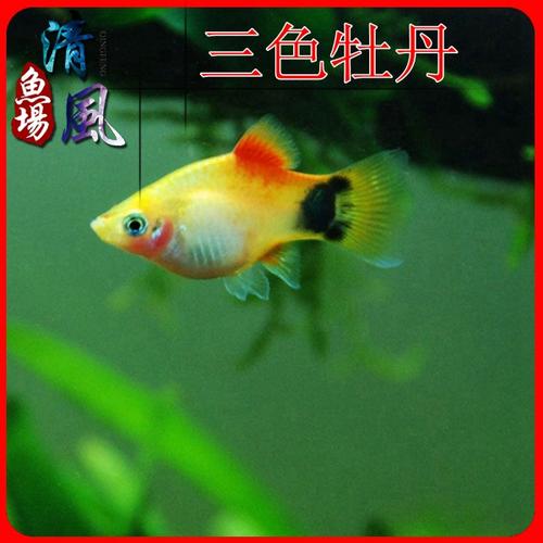 三色牡丹鱼 月光鱼 剑尾鱼 热带鱼活体鱼观赏鱼 胎生鱼水族宠物