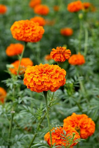 健康甜蜜万寿菊