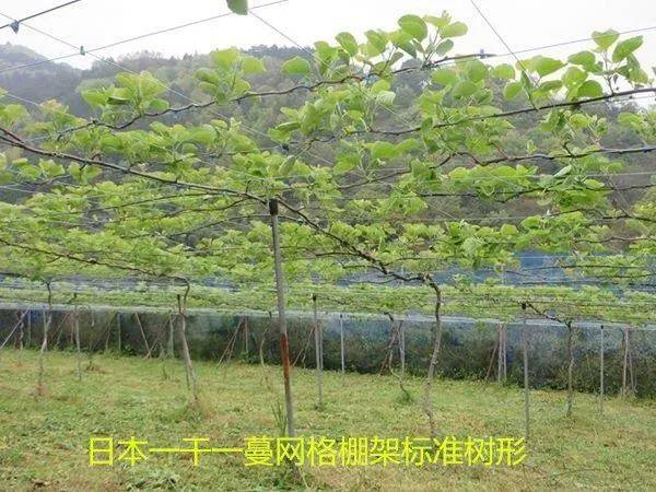 技术园地 | 吕岩老师关于"一干两蔓羽毛形"猕猴桃整形