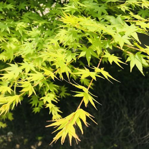 春天的枫树,很梦幻