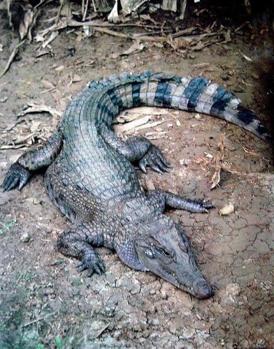  p>鳄类是一种水陆两栖的爬行动物.