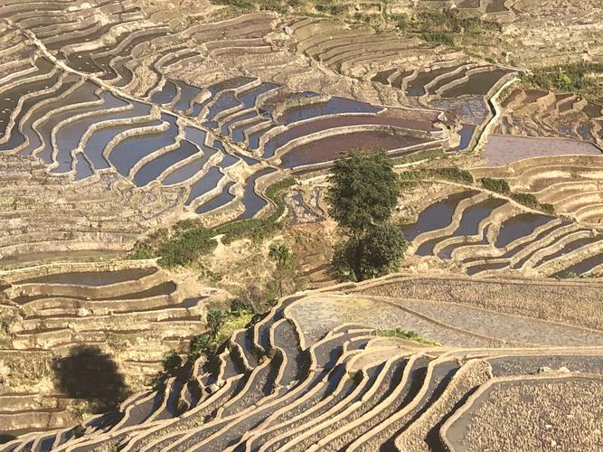 "2020初冬云南游"第十五天:在红河梯田观景下午到元阳梯田游览
