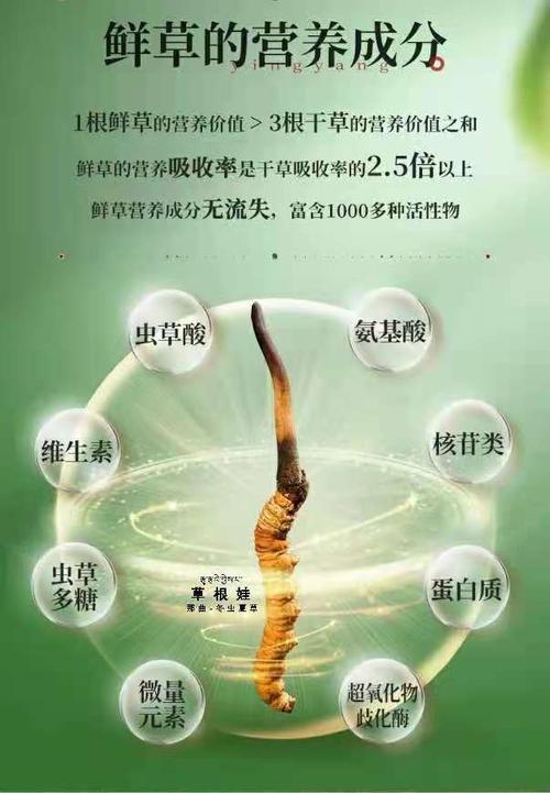 养生圈新宠:新鲜冬虫夏草正式上市,功效得到多位著名医师的肯定