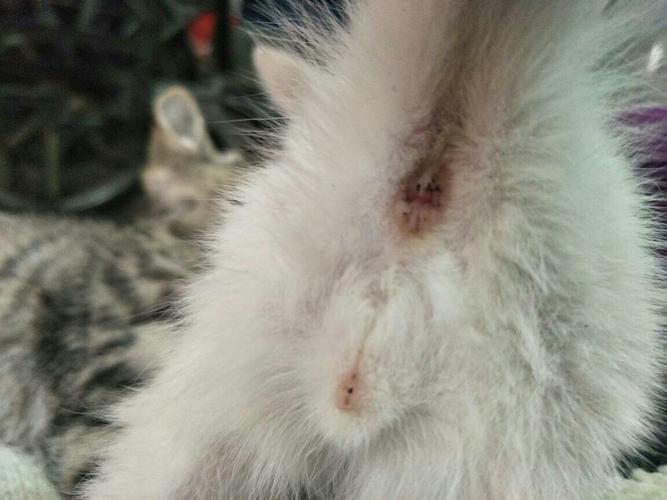 我想知道这两只猫咪的公母.