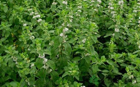 清热解毒的药材