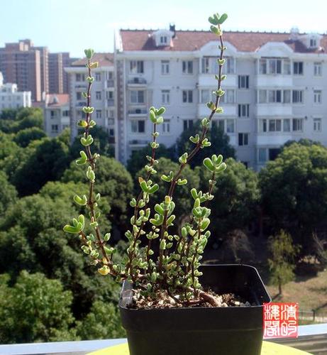 另类之美---枝干番杏