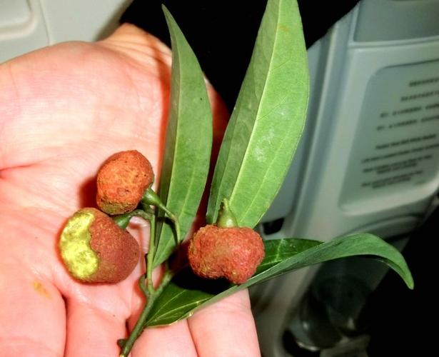 y14桂木原来是阴香