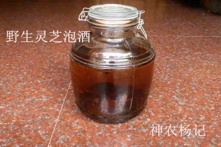 件包邮 3 延年益寿 18cm 13 直径 神农架纯野生灵芝赤芝 年中大促