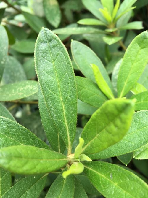 杜鹃花的叶子呈倒披针形,叶子表面有褐色的伏毛,叶柄处的褐色伏毛更