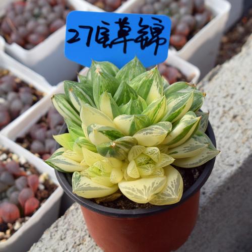 一物一拍多肉植物宝草锦玉露锦单头群生花卉盆栽促销