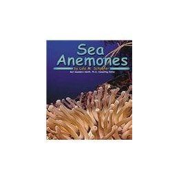 【预订】sea anemones