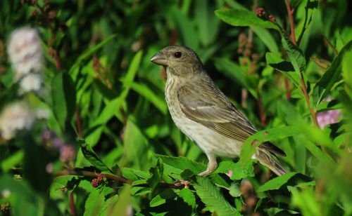 大兴安岭森林燕雀科之鸟类