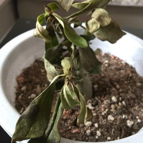 求大神 请问这个沙漠玫瑰还有救吗 是不是已经枯萎 买