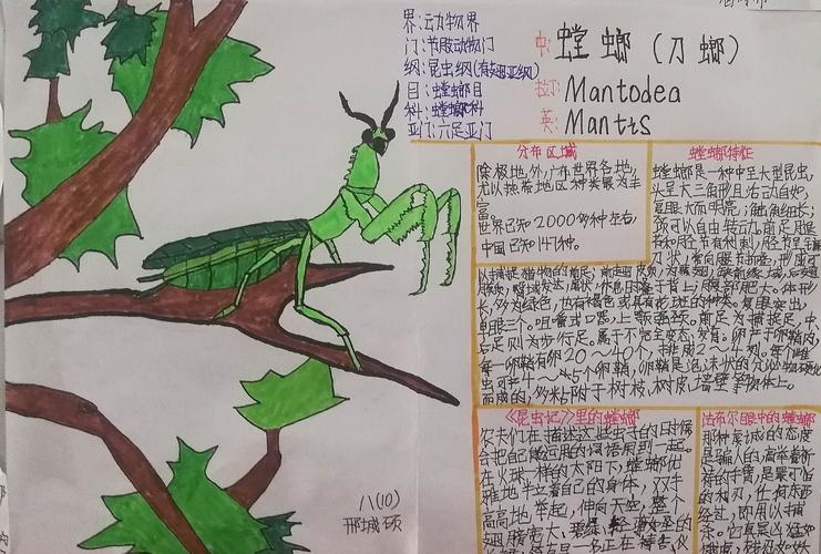 展现学生风采——临沭县第一初级中学八年级开展"《昆虫记》知识卡片"