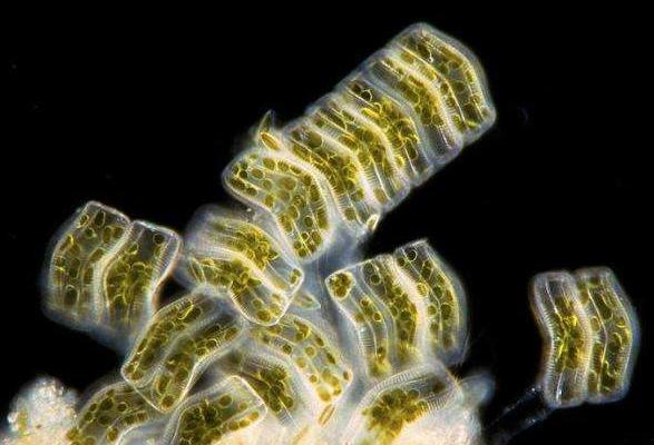 显微镜下的另类奇特世界,犹如"宇宙的外星生物"