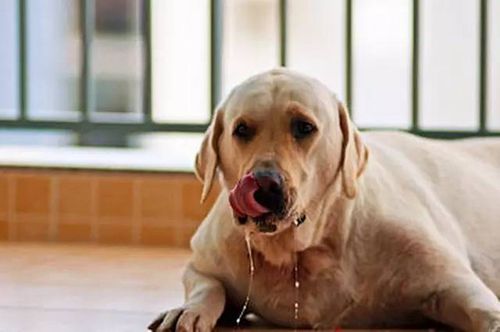 面对美食,这群吃货含蓄地流下了羞涩的哈喇子