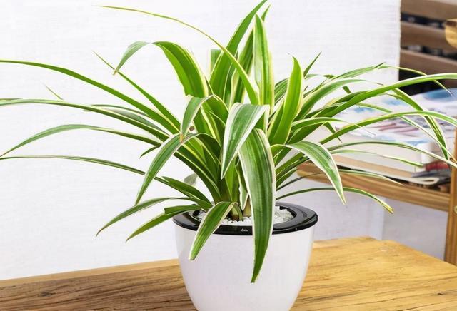 吊兰的作用与功效_吊兰作用与功效_金边吊兰的功效与作用