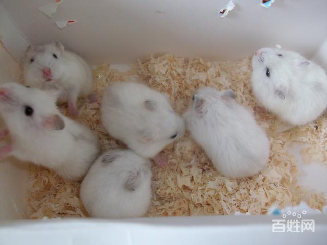 出售可爱小银狐仓鼠