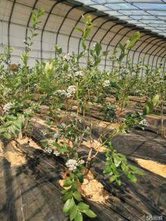 4年生大棚蓝莓苗出售               [8图]