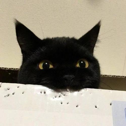 求黑猫头像,黑猫永远可爱