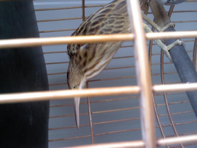 有哪位神人可以告诉我这是什么鸟?