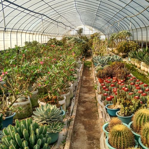 大棚直销多肉植物盆栽仙人球实生【鸾凤玉】小苗1.5cm左右