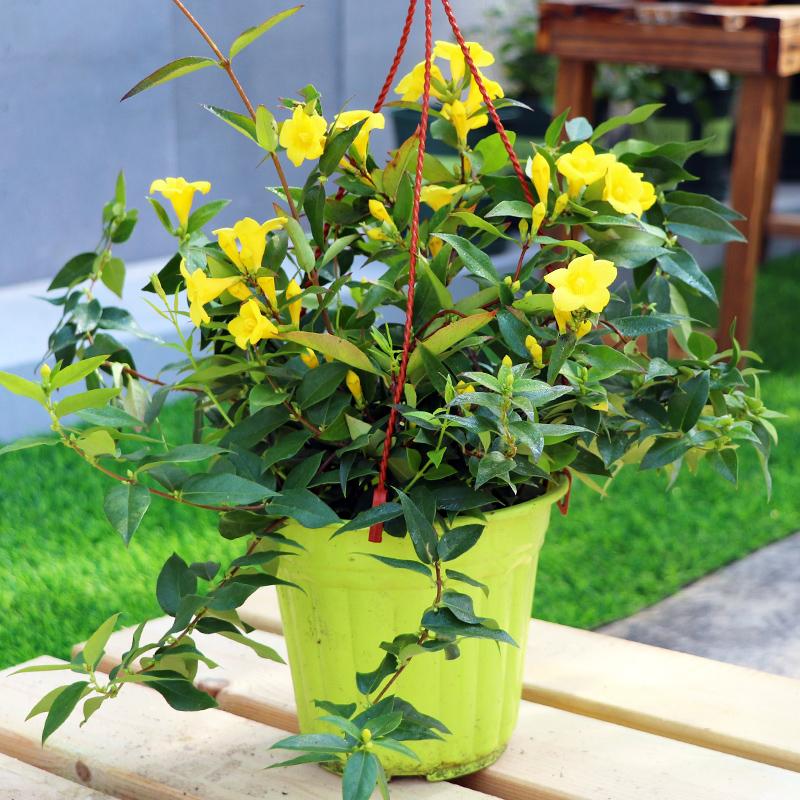 卉生活法国香水藤盆栽茉莉花苗耐寒好养爬藤植物阳台庭院花卉