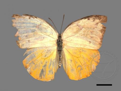 catopsilia scylla [ 大黄裙粉蝶][collection_id : 00015479]