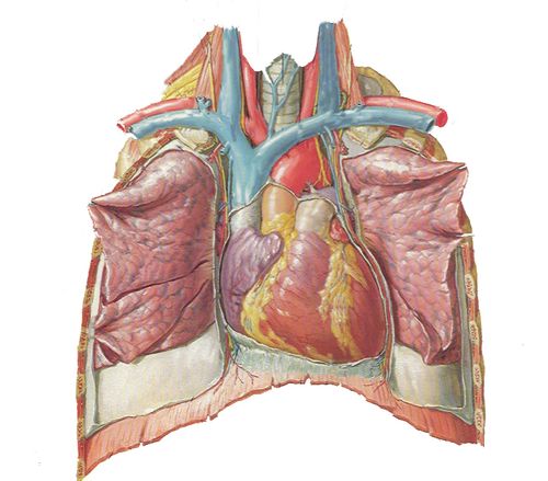 心尖的解剖部位