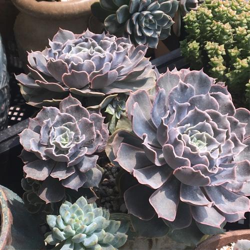 一直没弄清楚这群是双子座还是皱叶蓝石莲,但确实很美,每次举起相机