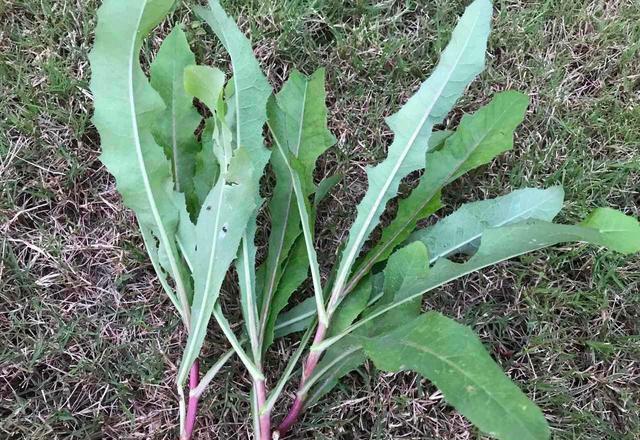 农村常见的一种野菜能安心益气治咳嗽大家值得去认识