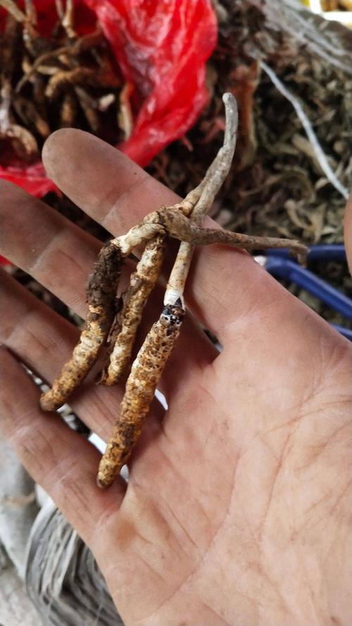 亚香棒虫草 虫草,贵州虫草