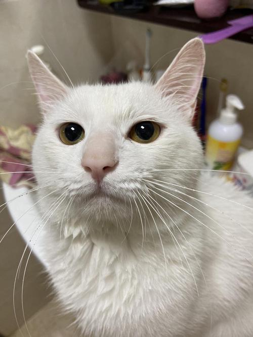 为什么别人家的猫咪都是眉清目秀.