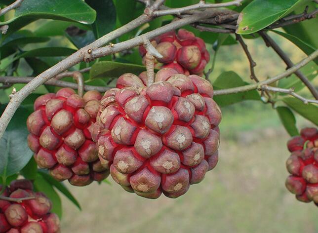 黑老虎的功效与作用