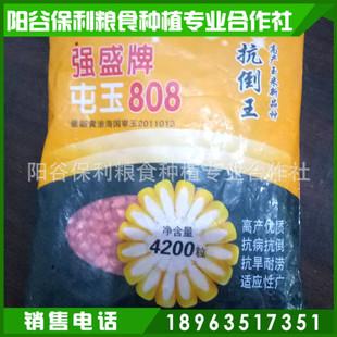 农作物玉米种子
