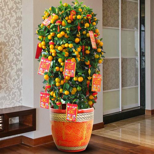 金桔盆栽室内盆栽大型绿植花卉植物四季金橘盆景柑桔盆景橘子树苗